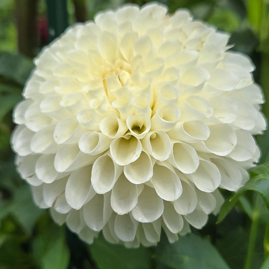 A close-up of a large cream-white dahlia flower in full bloom, surrounded by green garden foliage.