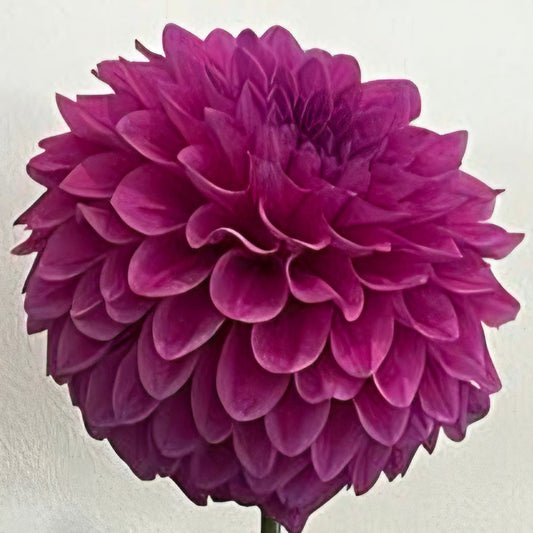 Close-up of a purple flower with a white background